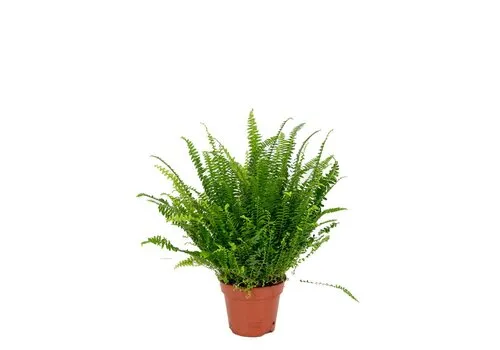Junai.nl Nephrolepis Green Moment | 9 cm pot | 15 cm hoog