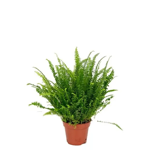 Junai.nl Nephrolepis Green Moment | 9 cm pot | 15 cm hoog
