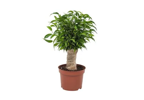 Junai.nl Ficus Natasja | 12 cm pot | 30 cm hoog