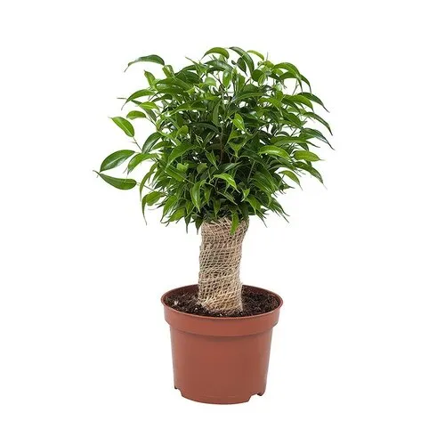 Junai.nl Ficus Natasja | 12 cm pot | 30 cm hoog