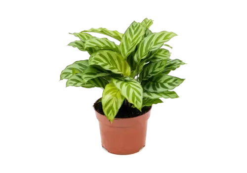 Junai.nl Calathea Freddie | 7 cm pot | 15 cm hoog
