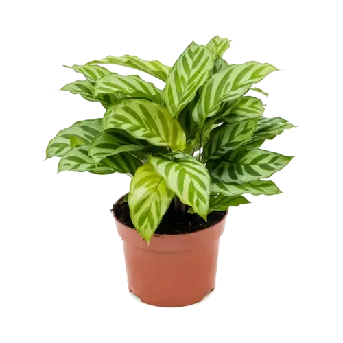 Junai.nl Calathea Freddie | 7 cm pot | 15 cm hoog