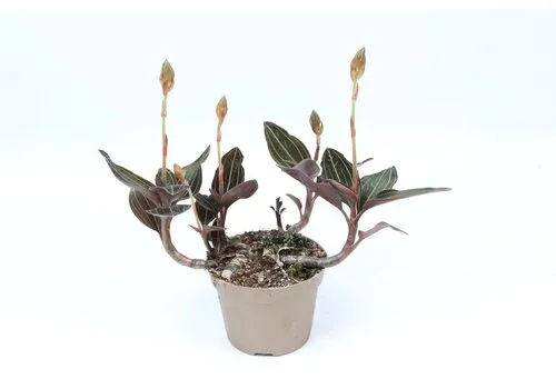 Junavera Aardorchidee | Ludisia discolor | 9 cm pot | ±15 cm hoog