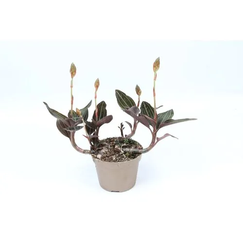 Junavera Aardorchidee | Ludisia discolor | 9 cm pot | ±15 cm hoog