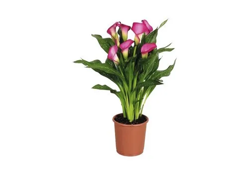 Junai.nl Zantedeschia mix | 10 cm pot | 40 cm hoog | per stuk