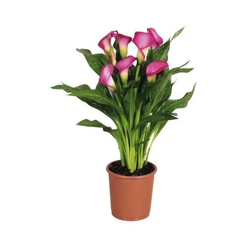 Junai.nl Zantedeschia mix | 10 cm pot | 40 cm hoog | per stuk