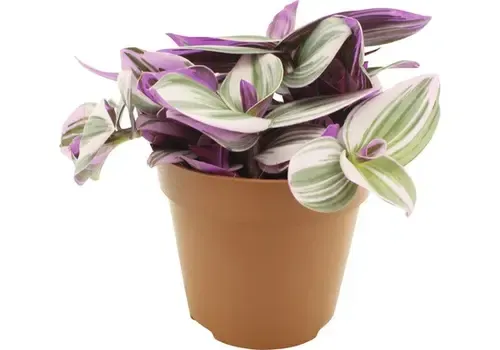 Junai.nl Tradescantia nanouk | 5 cm pot | circa 10 cm hoog