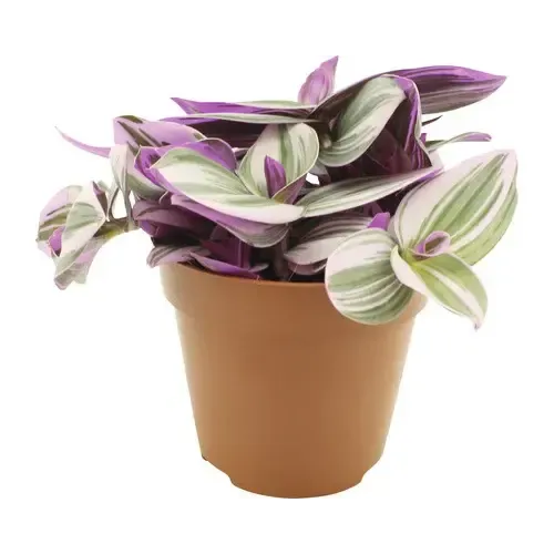 Junai.nl Tradescantia nanouk | 5 cm pot | circa 10 cm hoog