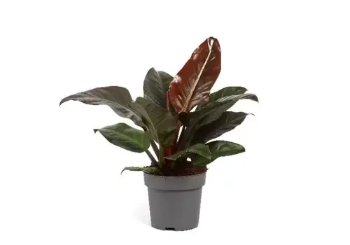 Junai.nl Philodendron Imperial Red | 7 cm pot | 13 cm hoog
