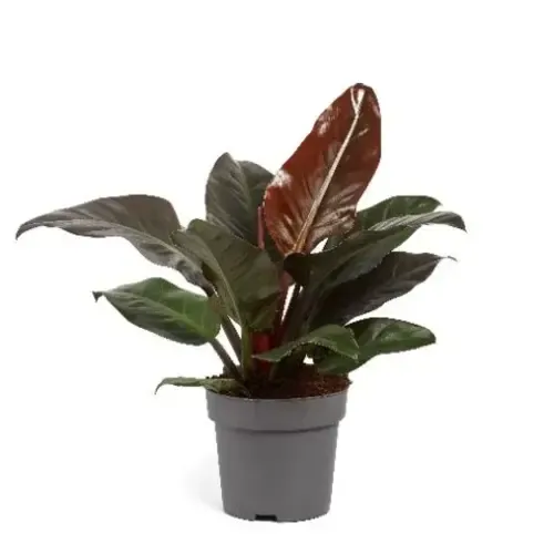 Junai.nl Philodendron Imperial Red | 7 cm pot | 13 cm hoog