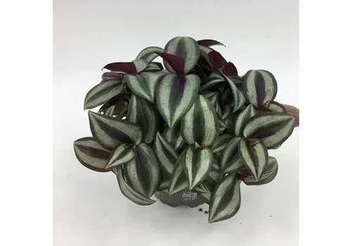 Junai.nl Tradescantia purple heart | 12 cm pot | 25 cm hoog