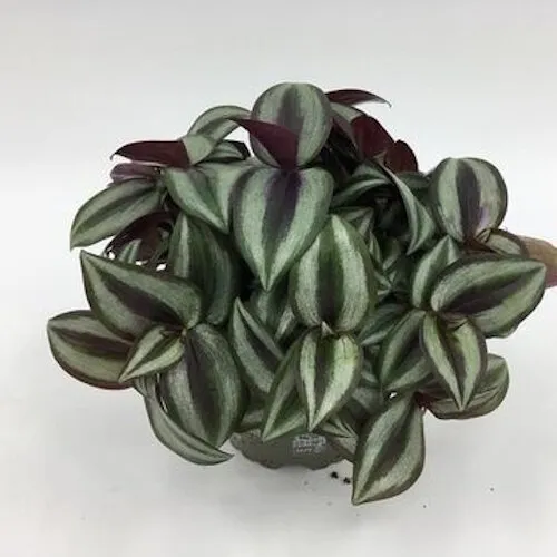 Junai.nl Tradescantia purple heart | 12 cm pot | 25 cm hoog