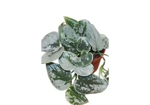 JUNAVERA Scindapsus pictus Silvery Ann | 8 cm pot | ca. 15 cm hoog