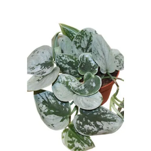 JUNAVERA Scindapsus pictus Silvery Ann | 8 cm pot | ca. 15 cm hoog