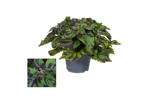 Junai.nl Plectranthus (Coleus Grp) 'Tiger' | 9 cm pot | 20 cm hoog