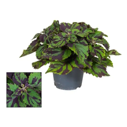 Junai.nl Plectranthus (Coleus Grp) 'Tiger' | 9 cm pot | 20 cm hoog