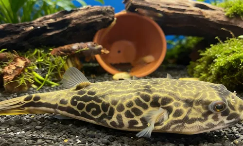 Fahaka kogelvis Tetraodon lineatus complete caresheet