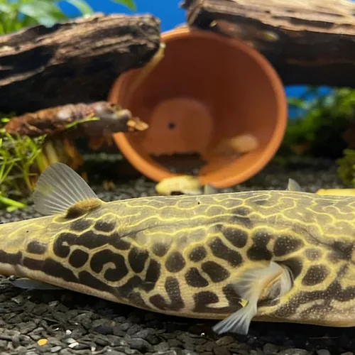 Fahaka kogelvis Tetraodon lineatus complete caresheet