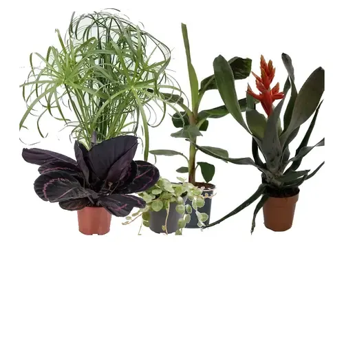 Diervriendelijke planten