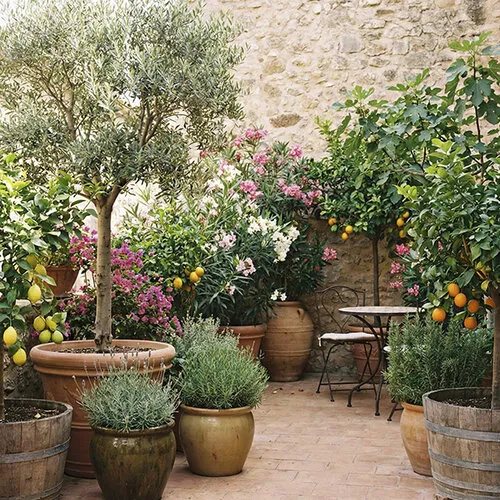 Mediterrane en Kuipplanten