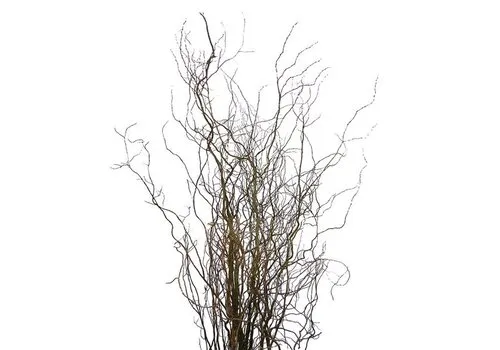 Junai.nl Salix babylonica 'Tortuosa' | kronkelwilg | paastak 60 cm | per tak