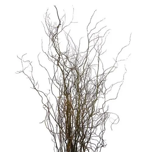 Junai.nl Salix babylonica 'Tortuosa' | kronkelwilg | paastak 60 cm | per tak