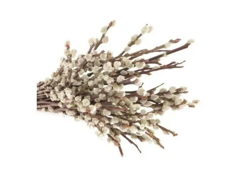 Junai.nl Salix caprea 'Snow Flake' | Paastak | 70 cm | Per stuk