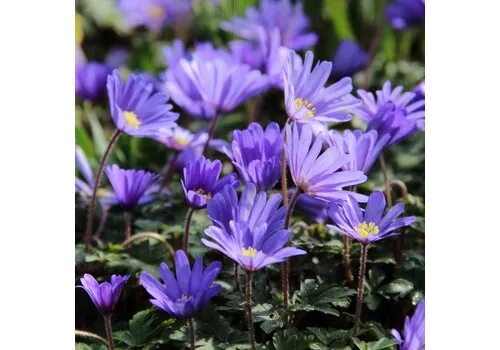 Junai.nl Anemone blanda 'Blue Shades' | Oosterse anemoon | 10 cm hoog | 9 cm pot