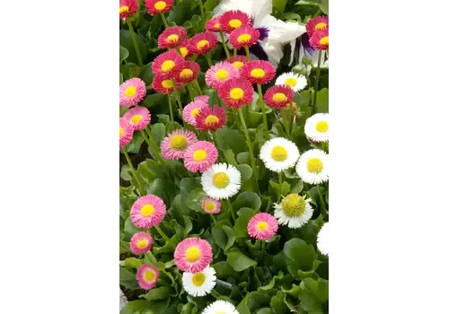 Junai.nl Bellis perennis (madeliefje) | 8 cm pot | mix kleuren