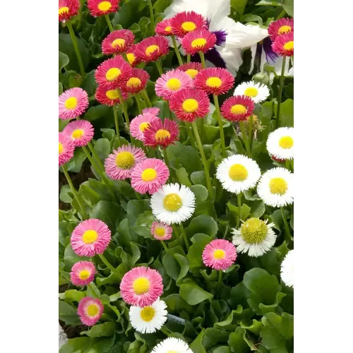 Junavera Bellis perennis (madeliefje) | 8 cm pot | mix kleuren