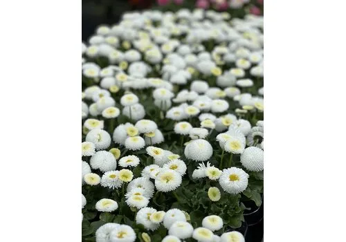 Junai.nl Bellis perennis wit (madeliefje) | 13 cm hoog | 9 cm pot