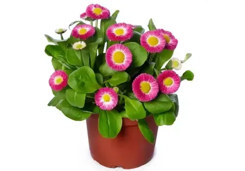 Junai.nl Bellis perennis | roze | 13 cm hoog | 9 cm pot