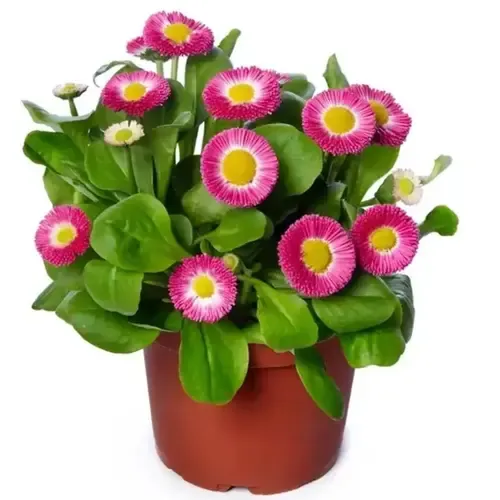 Junai.nl Bellis perennis | roze | 13 cm hoog | 9 cm pot