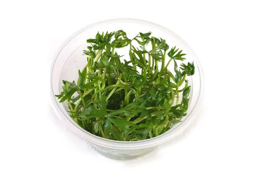 AQUAlook Ranunculus Papulentus in 100CC vitro cup