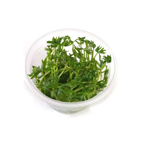 Easy Grow Ranunculus Inundatus | in vitro cup