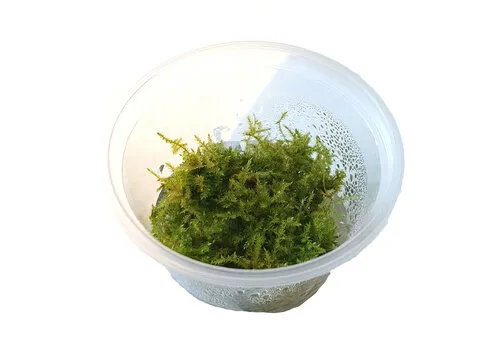 Moerings Christmas mos | Vesicularia montagnei | In vitro cup