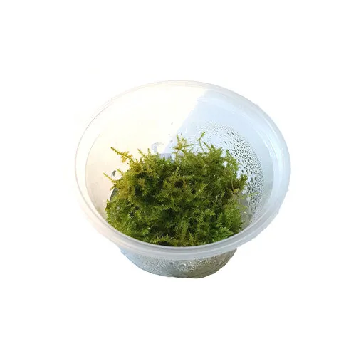 Moerings Christmas mos in 100CC vitro cup