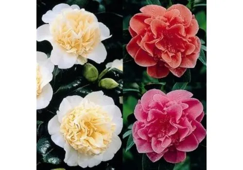 Junai.nl Camellia japonica | 47 cm hoog | 13 cm pot | diverse kleuren | per stuk