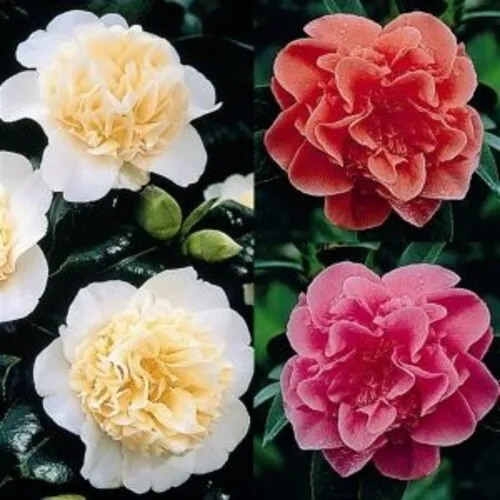 Junai.nl Camellia japonica | 47 cm hoog | 13 cm pot | diverse kleuren | per stuk