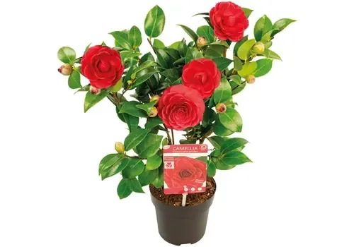 Junai.nl Camellia japonica | 55 cm hoog | 15 cm pot | roze