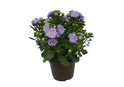 Junai.nl Campanula 'Blue Like Mee' | 20 cm hoog | 10 cm pot