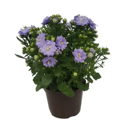 Junai.nl Campanula 'Blue Like Mee' | 20 cm hoog | 10 cm pot
