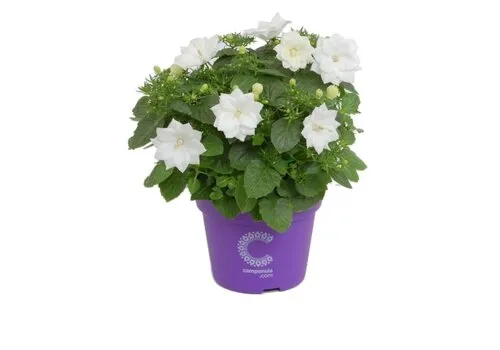 Junai.nl Campanula isophylla | Atlanta White | 20 cm hoog | 11 cm pot