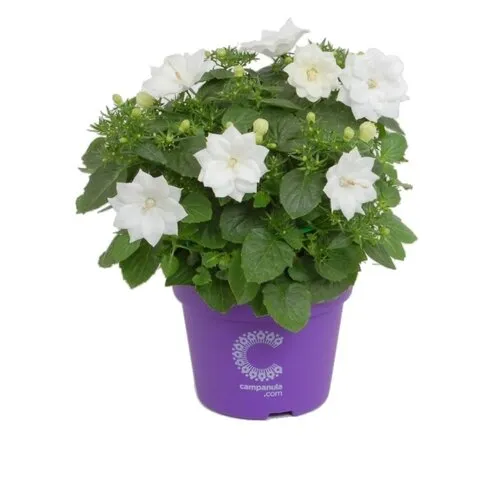 Junai.nl Campanula isophylla | Atlanta White | 20 cm hoog | 11 cm pot