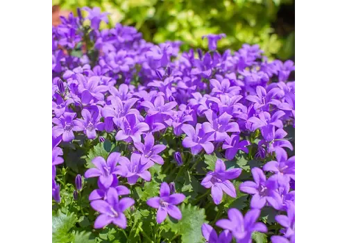 Junavera Campanula portenschlagiana Porto paars | 20 cm hoog | 11 cm pot