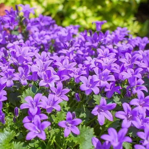 Junai.nl Campanula portenschlagiana Porto paars | 20 cm hoog | 11 cm pot