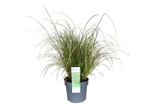 Junai.nl Carex brunnea | 20 cm hoog | 9 cm pot