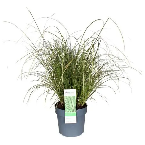 Junai.nl Carex brunnea | 20 cm hoog | 9 cm pot