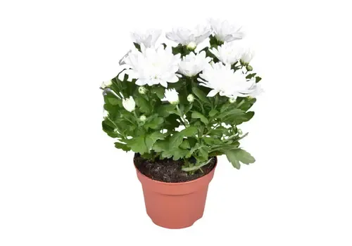 Junai.nl Chrysanthemum Brave wit kussenchrysant | 26 cm hoog | 12 cm pot
