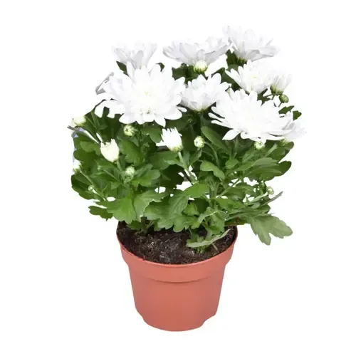Junai.nl Chrysanthemum Brave wit kussenchrysant | 26 cm hoog | 12 cm pot